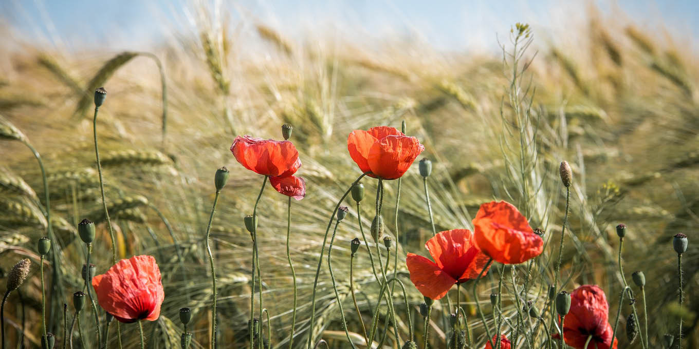 Coquelicots